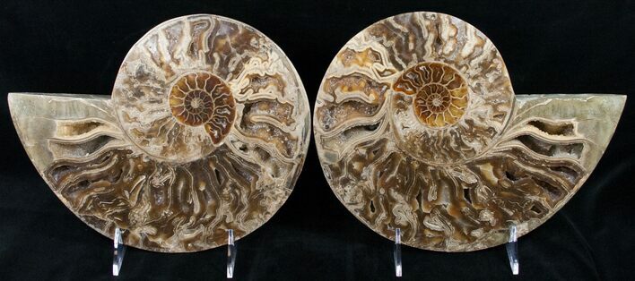 Choffaticeras (Daisy Flower) Ammonite #12455